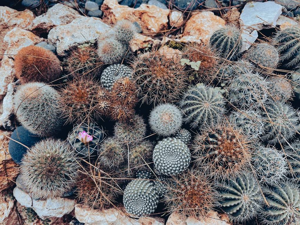 Où manger au Parc national du mont Pulag