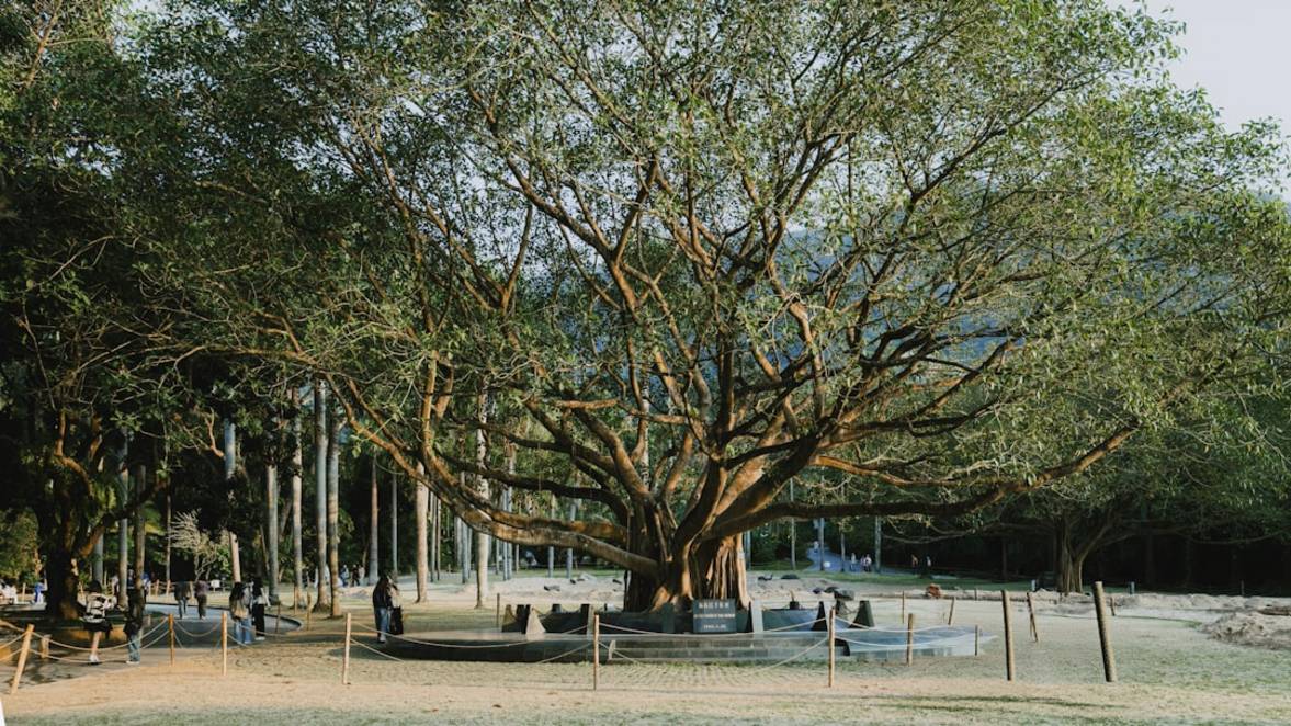 Meilleure période pour visiter Siquijor