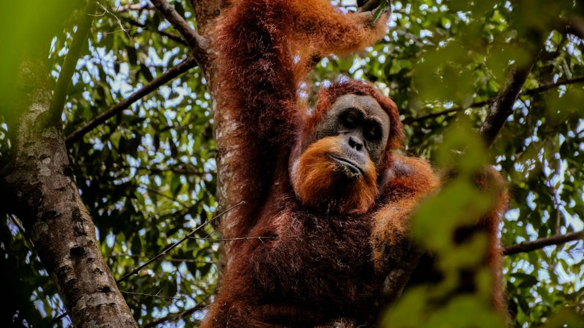 Top 8 incontournables : que faire à Bukit Lawang 9 À savoir rapidement pour Bukit Lawang