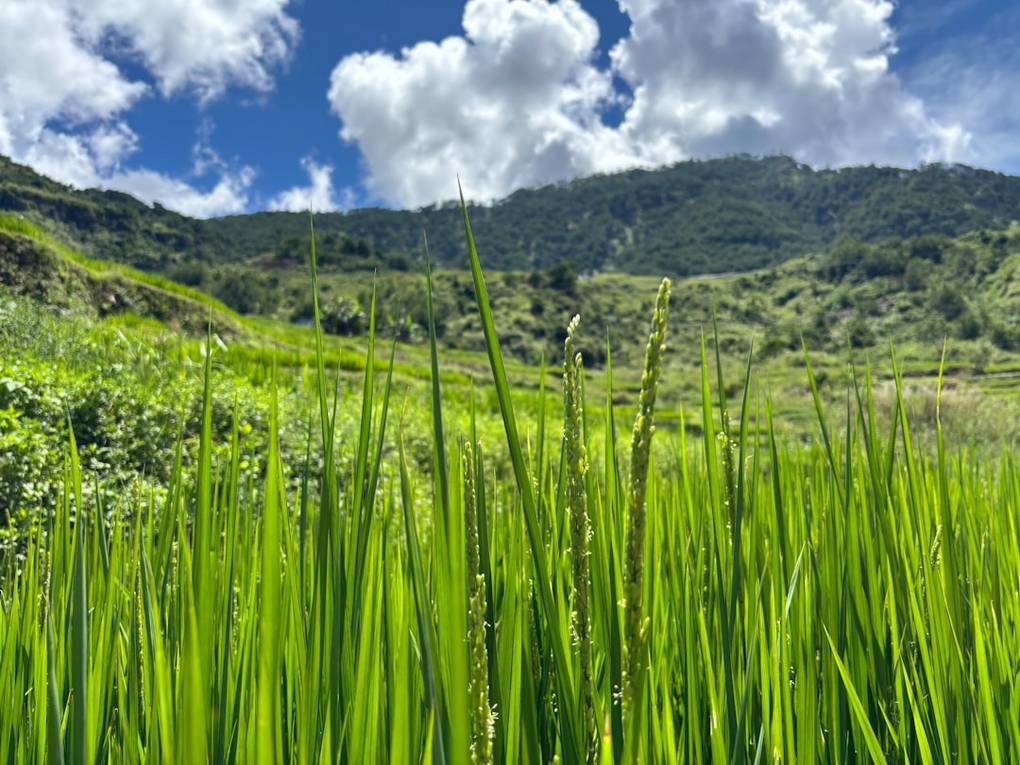 Excursions d'une journée depuis Sagada