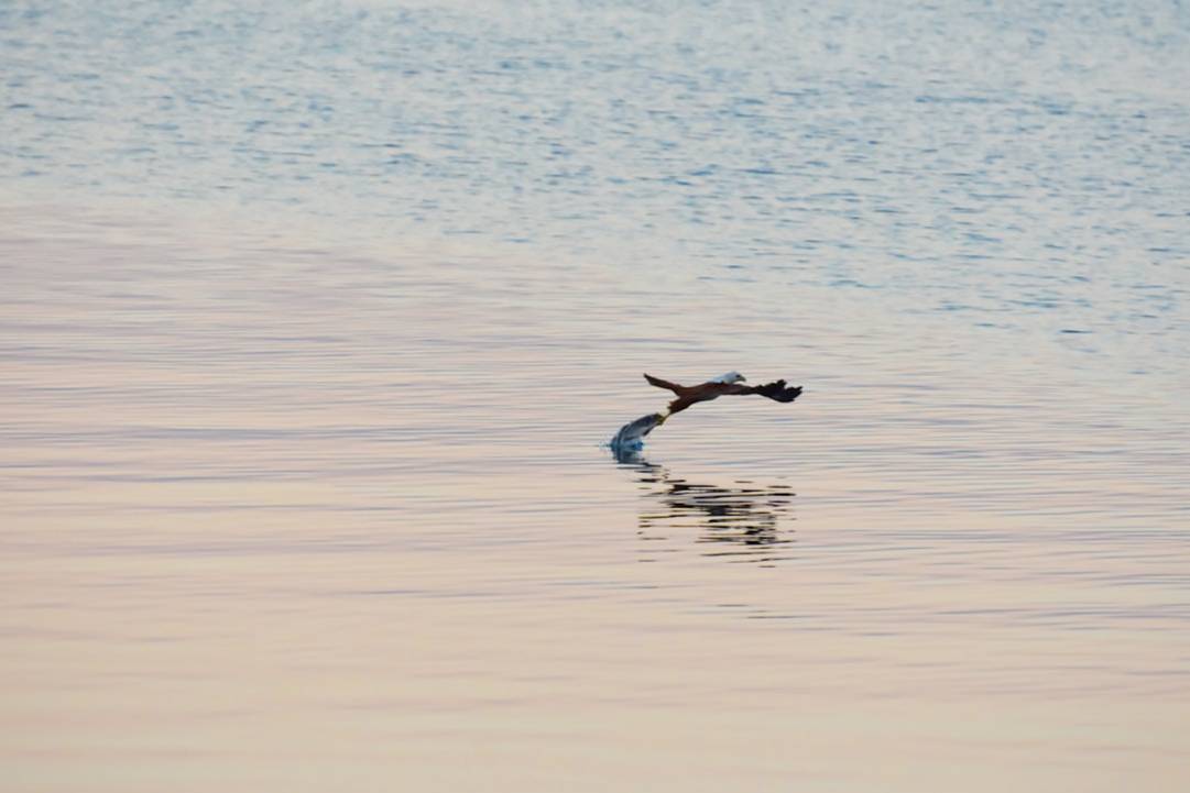 Tarsier des Philippines