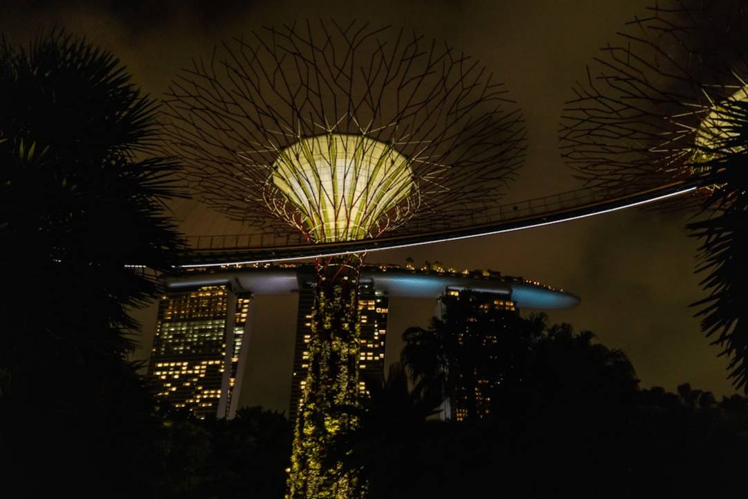 Supertree Grove : Une forêt de structures vertes