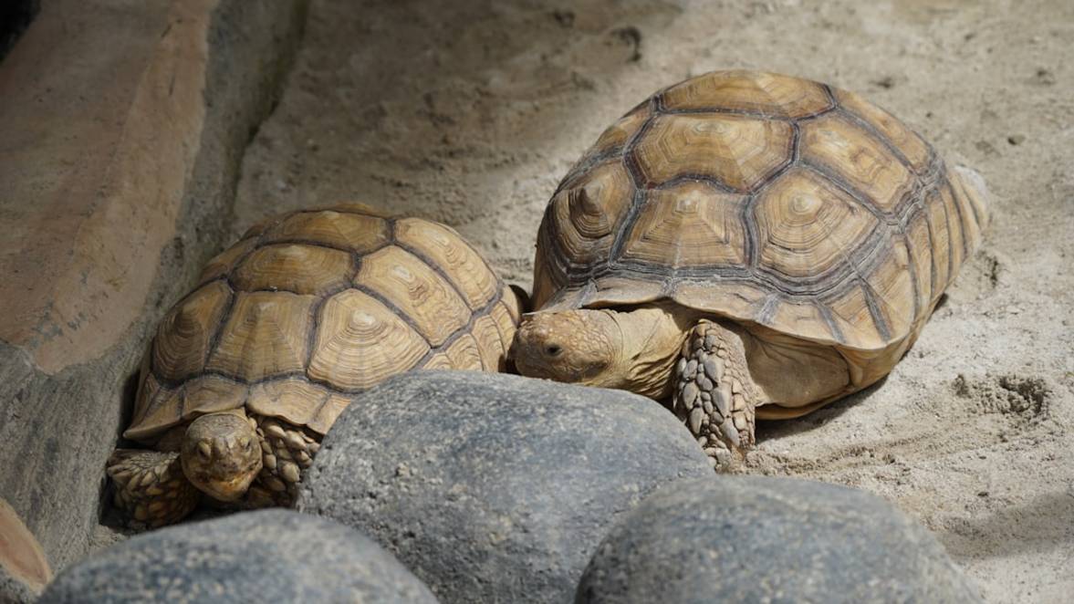 Indonésie plongee Plongée à Raja Ampat