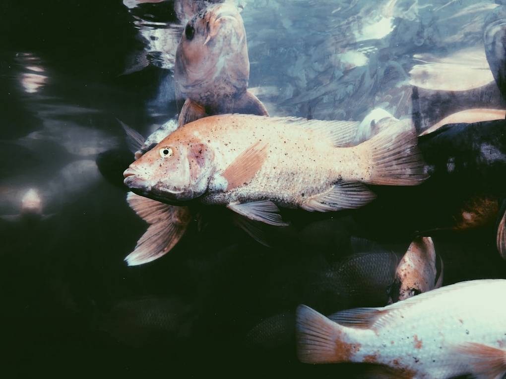 Indonésie plongee Aperçu de la plongée