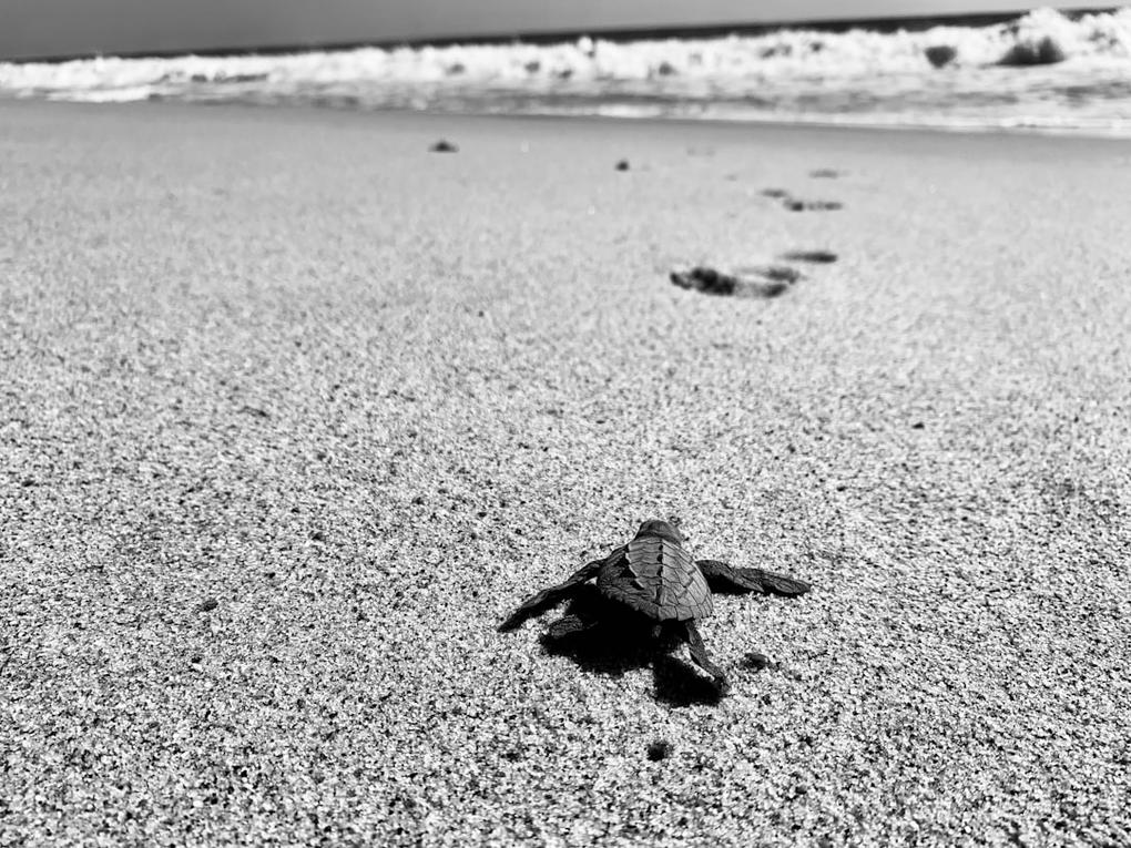 Mazunte highlights