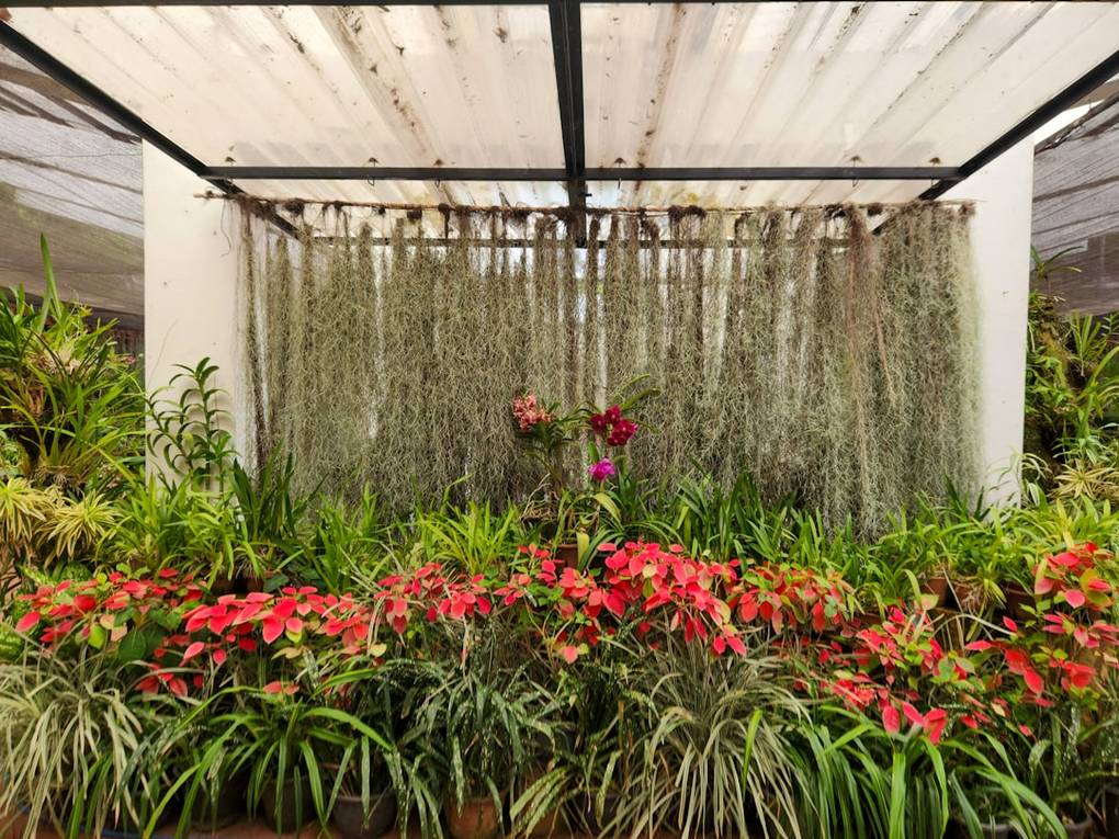 Jardins botaniques de Peradeniyajardins-botaniquesKandy highlights