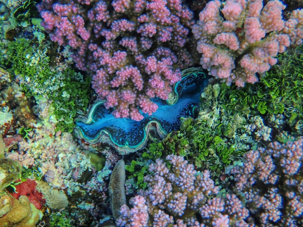 Snorkeling à Mu Ko Chumphonsnorkeling-mu-ko-chumphonChumphon scenery