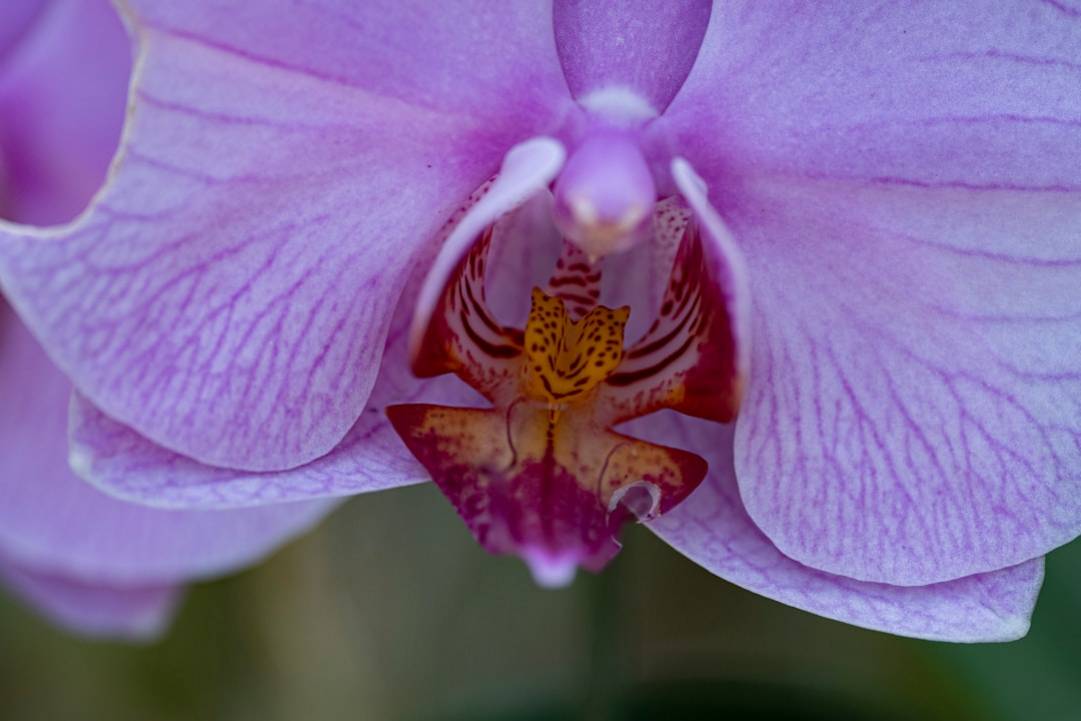 Jardins botaniques de Peradeniyajardins-botaniquesKandy overview