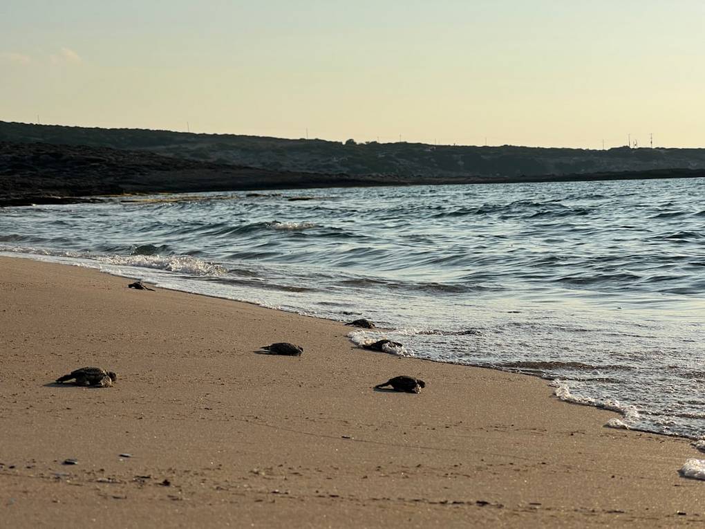 Observation des tortues à Ras al Jinztortues-ras-al-jinzSour overview