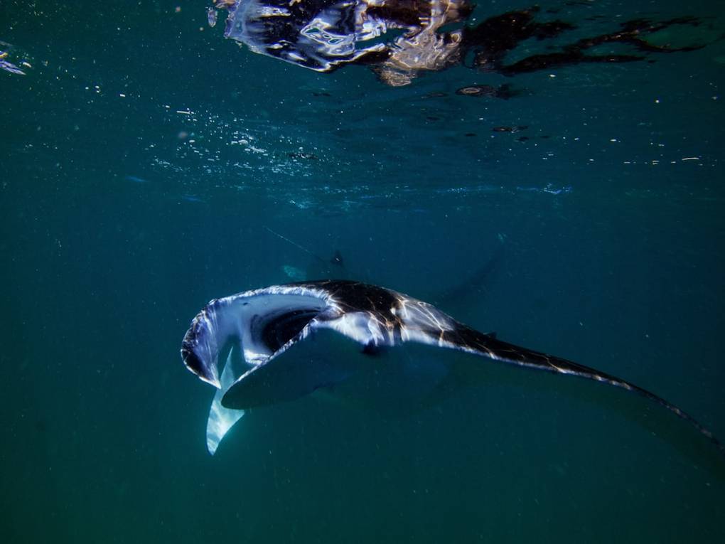 Snorkeling avec les raies mantasnorkeling-mantaNusa Lembongan overview